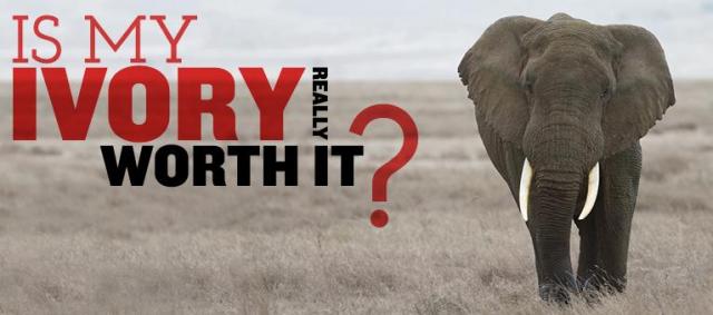 Is Ivory really worth it