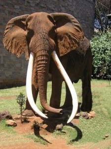 Ahmed the Elephant