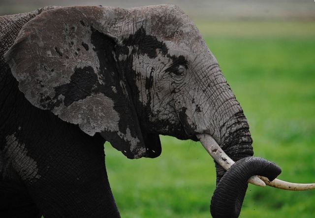 elephant mud